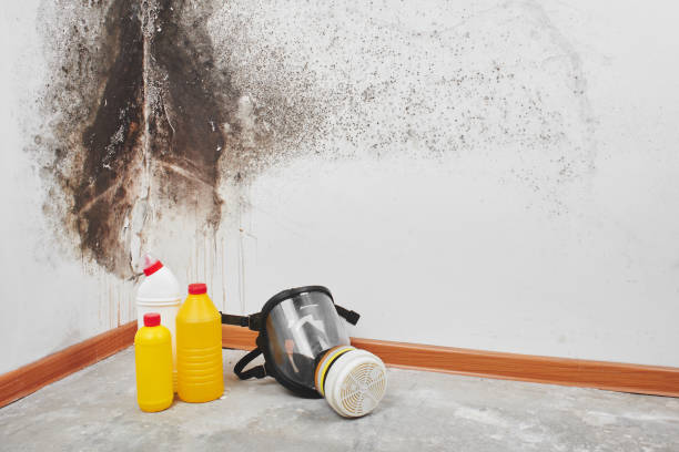 Best Bathroom Mold Remediation in Vermilion, OH