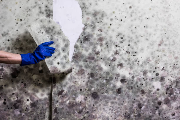 Best Commercial Mold Remediation in Vermilion, OH