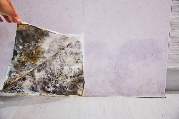 Professional Mold Remediation in Vermilion, OH